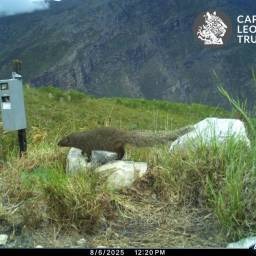 Small grey mongoose